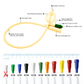 Cosmo Med Foley Catheter Latex w/Silicon Coated - Sterile (10pcs/Box)